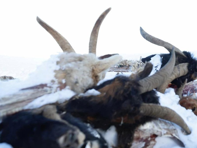 Улсын хэмжээнд 3.9 сая толгой мал хорогдоод байна